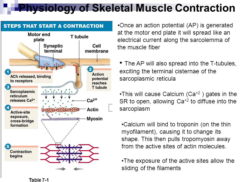 What is Skeletal Muscle Contraction?